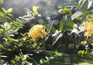 �{�^�j�J���K�[�f���̐A��