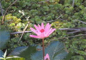 �{�^�j�J���K�[�f���̐A��