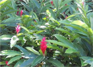 �{�^�j�J���K�[�f���̐A��