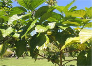 �{�^�j�J���K�[�f���̐A��