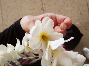 プルメリアのフラワーレイ